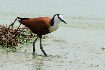 Jacana à poitrine dorée,.Actophilornis africanus, African Jacana, Parc national Kruger, Afrique du Sud