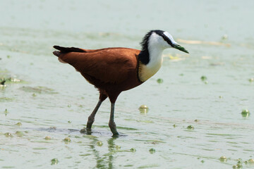 Jacana à poitrine dorée,.Actophilornis africanus, African Jacana, Parc national Kruger, Afrique du Sud