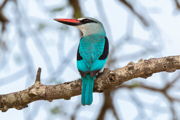 Martin chasseur à tête brune,.Halcyon albiventris, Brown hooded Kingfisher
