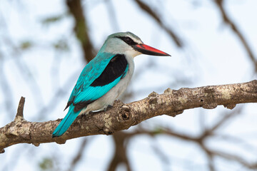 Martin chasseur à tête brune,.Halcyon albiventris, Brown hooded Kingfisher