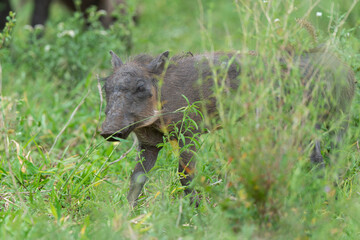 Phacochère commun, Phacochoerus africanus, Afrique du Sud