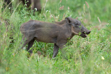 Phacochère commun, Phacochoerus africanus, Afrique du Sud