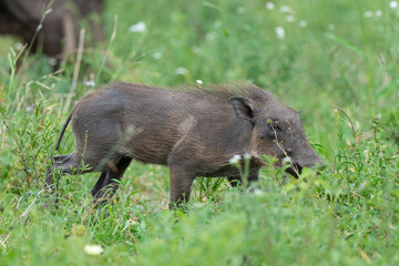 Phacochère commun, Phacochoerus africanus, Afrique du Sud