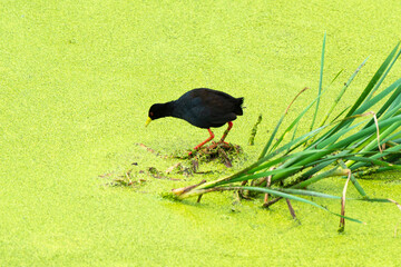 Râle à bec jaune,. Amaurornis flavirostra, Black Crake