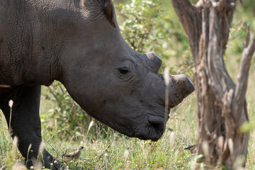 Naklejka premium Rhinocéros blanc, corne coupée, white rhino, Ceratotherium simum, Parc national Kruger, Afrique du Sud
