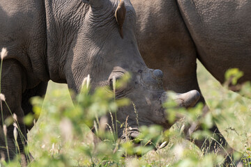 Fototapeta premium Rhinocéros blanc, corne coupée, white rhino, Ceratotherium simum, Parc national Kruger, Afrique du Sud