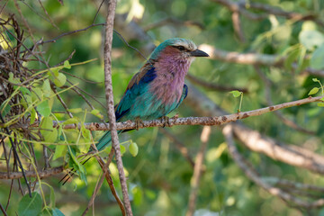 Rollier à longs brins,. Coracias caudatus, Lilac breasted Roller