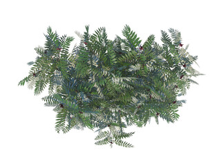 Fototapeta premium Staghorn Sumac top view png alpha channel