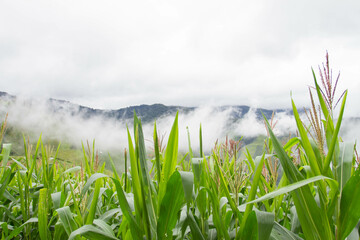 Obraz na płótnie Canvas Corn tops in white misty mountains