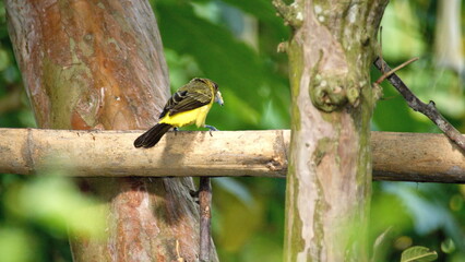 Female lemon-rumped tanager (Ramphocelus icteronotus) on a piece of bamboo in the Intag Valley, outside of Apuela, Ecuador