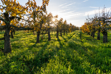 Naklejka premium Pear trees in an orchard in autumn with low sun and long shadows