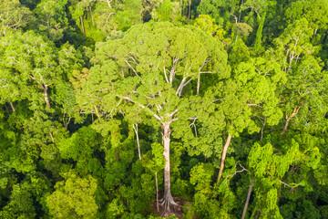 Aerial view of the Borneo rainforest.