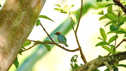 Scrub tanager (Stilpnia vitriolina) perched on a branch in the Intag Valley, outside of Apuela, Ecuador