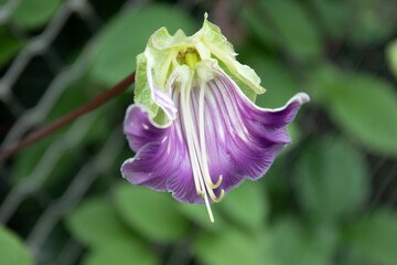 Close up beautiful purple Flower, Cup-and-Saucer Vine