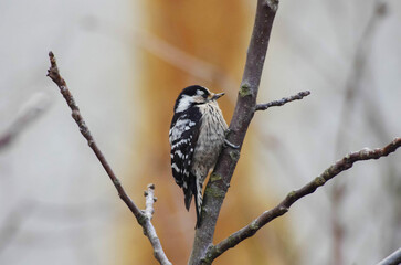 Lesser spotted woodpecker in winter