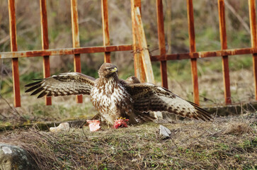 Buteo buteo. In a struggle to preserve the scarce food during the winter