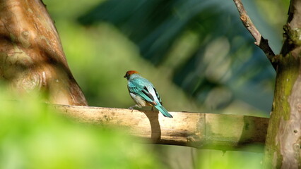 Scrub tanager (Stilpnia vitriolina) perched on a piece of bamboo in the Intag Valley, outside of Apuela, Ecuador