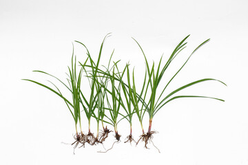 Nut grass (Cyperus rotundus Linn.) and seeds