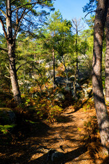 Obraz premium Autumn in Fontainebleau