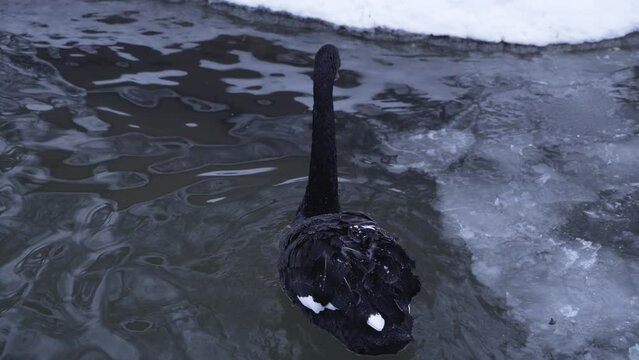 Black swan swimming in frozen pool, Cygnus atratus