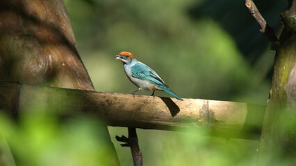 Scrub tanager (Stilpnia vitriolina) perched on a piece of bamboo in the Intag Valley, outside of Apuela, Ecuador