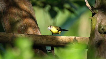 Female lemon-rumped tanager (Ramphocelus icteronotus) on a piece of bamboo in the Intag Valley, outside of Apuela, Ecuador