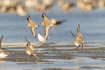A flock of piping plovers (Charadrius melodus) landing on the beach.