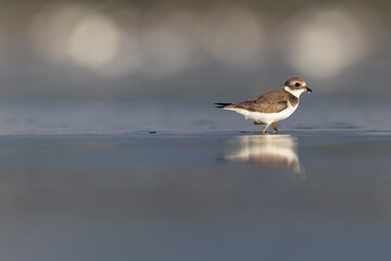 A semipalmated plover (Charadrius semipalmatus) foraging on a beach at sunset.	