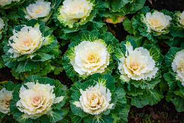 Ornamental cabbage originated in Japan.