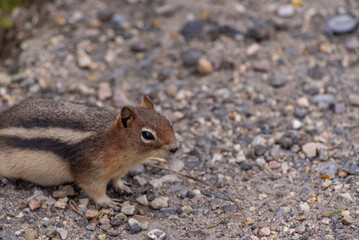 wild squirrel inside Banf National Park, Alberta, Canada