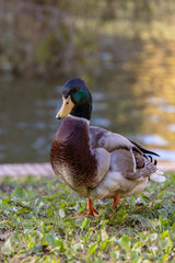 Wild duck captured in its Natural Habitat on the Grassy Field