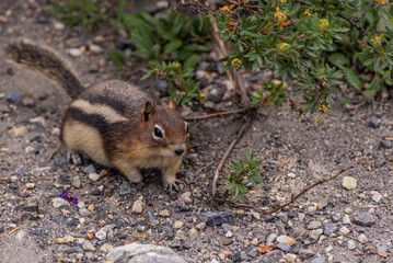 Naklejka na ściany i meble wild squirrel inside Banf National Park, Alberta, Canada