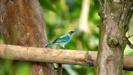 Scrub tanager (Stilpnia vitriolina) perched on a piece of bamboo in the Intag Valley, outside of Apuela, Ecuador
