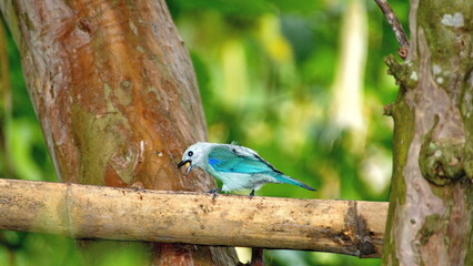 Blue-gray tanager (Thraupis episcopus) perched on a piece of bamboo in the Intag Valley, outside of Apuela, Ecuador