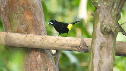Male lemon-rumped tanager (Ramphocelus icteronotus) on a piece of bamboo in the Intag Valley, outside of Apuela, Ecuador