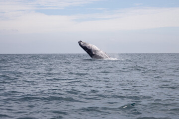Fototapeta premium Whale jumping