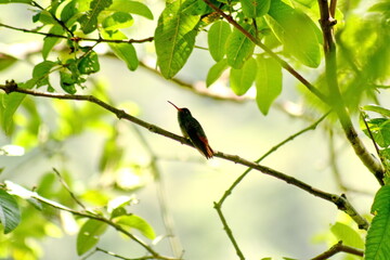 Rufous-tailed hummingbird (Amazilia Tzatcl) perched in a tree in the Intag Valley, outside of Apuela, Ecuador