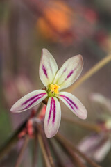 Fototapeta premium (Pelargonium Triste) Night scented pelargonium Wild flower during spring, Cape Town, South Africa