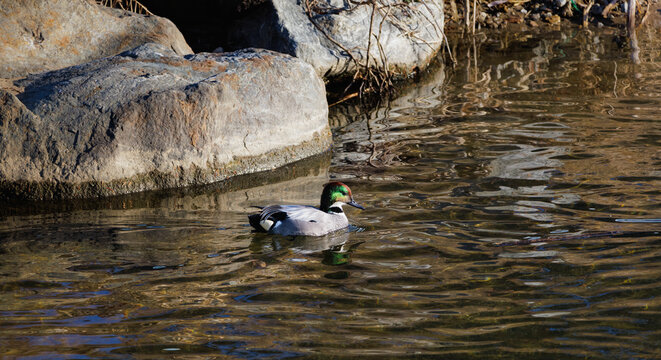 Falcated duck with colorful feathers