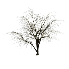 Albizia tree with transparent background 