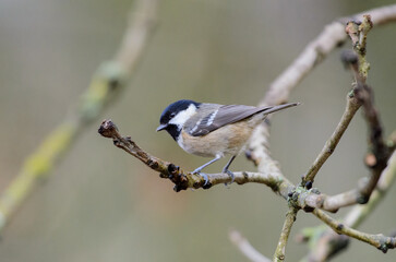 Coal tit, Periparus ater, Perched on a tree twig against a blurred background. side view