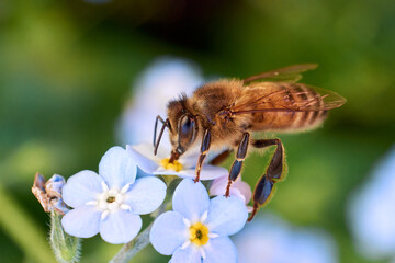 Macro shot of honey bee drinking nectar from blue Myosotis 