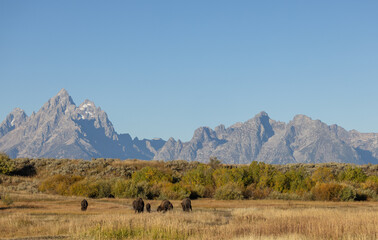 Obraz premium Bison in Grand Teton National Park Wyoming in Autumn