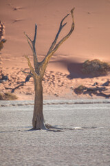 Dead trees in Dead Vlei - Sossusvlei, Namib desert, Namibia