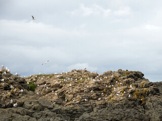 Seagull bird nesting colony on rock