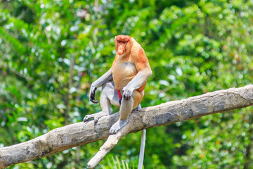 proboscis monkey or nasalis larvatus