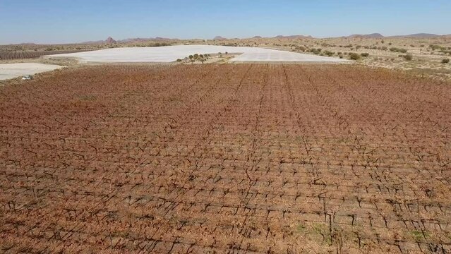 Aerial view of vineyards of a farm outside Upington, South Africa