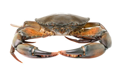 sea crab isolated on transparent png