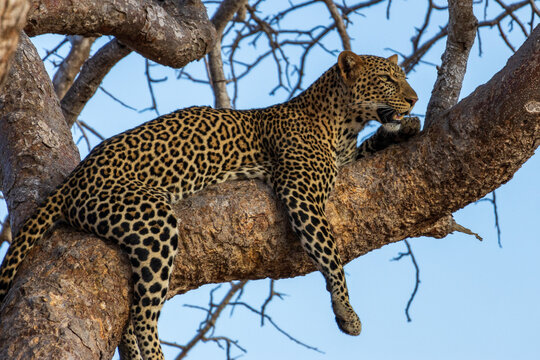 African leopard lying on a branch