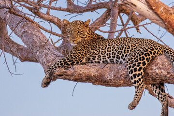 African leopard lying on a branch